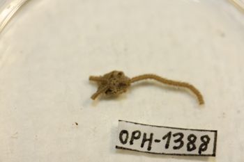 Media type: image;   Invertebrate Zoology OPH-1388 Description: Preserved specimen.;